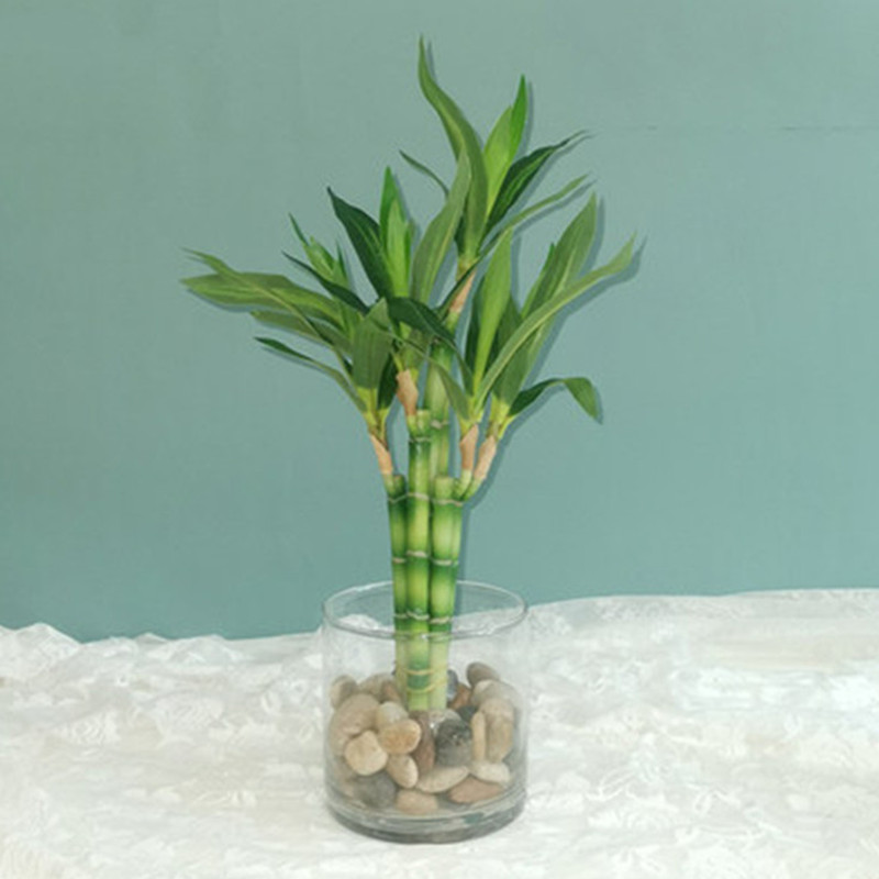 Nowa 40cm sztuczna roślina Luc – Echeveria Succulent recenzja i cena