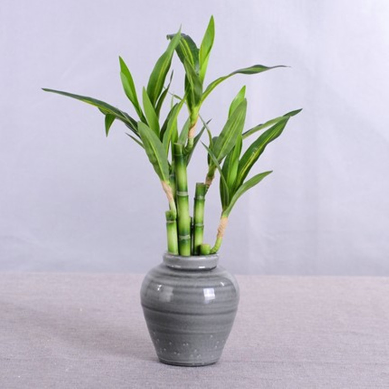 Nowa 40cm sztuczna roślina Luc – Echeveria Succulent recenzja i cena